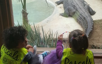 crocodile.jpg
